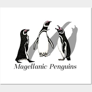 Magellanic Penguins Labeled Posters and Art